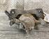 Brake Caliper MAZDA 6 Station Wagon (GY)