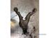 Track Control Arm VOLVO 850 Estate (855), VOLVO V70 I (875, 876)