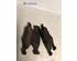 Brake Shoe Set FORD ESCORT IV (GAF, AWF, ABFT)