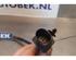 Lambda Sensor / NOx Sensor VOLVO V50 (545)