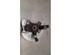 Stub Axle PEUGEOT RIFTER