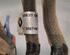 Catalytic Converter RENAULT CLIO V (B7_)