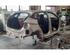 Body HYUNDAI i20 III (BC3, BI3)