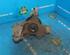 Stub Axle FORD Focus II (DA, DP, HCP)