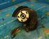 Stub Axle TOYOTA Avensis (T22), TOYOTA Avensis Liftback (T22)