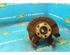 Stub Axle VW FOX Hatchback (5Z1, 5Z3, 5Z4), VW POLO (9N_), SEAT IBIZA III (6L1), SKODA FABIA II (542)