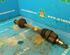 Drive Shaft MAZDA 2 (DY)