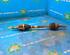 Drive Shaft FORD Fiesta VI (CB1, CCN)