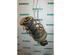 Suspension Strut PEUGEOT 307 (3A/C)