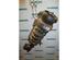 Suspension Strut RENAULT Trafic II Kasten (FL)