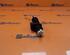 Ignition Lock Cylinder FIAT PUNTO (188_), FIAT PUNTO Hatchback Van (188_)